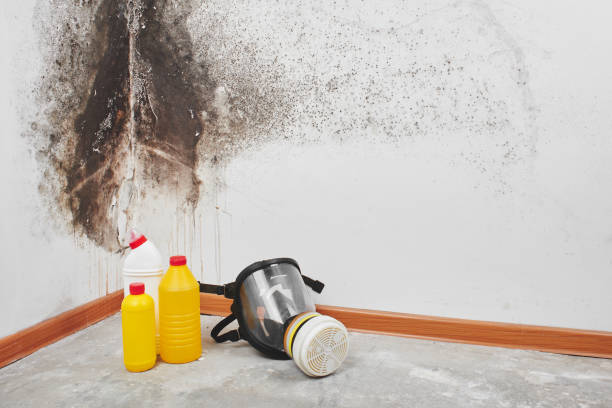 Best Home Mold Removal  in Lockport Heights, LA