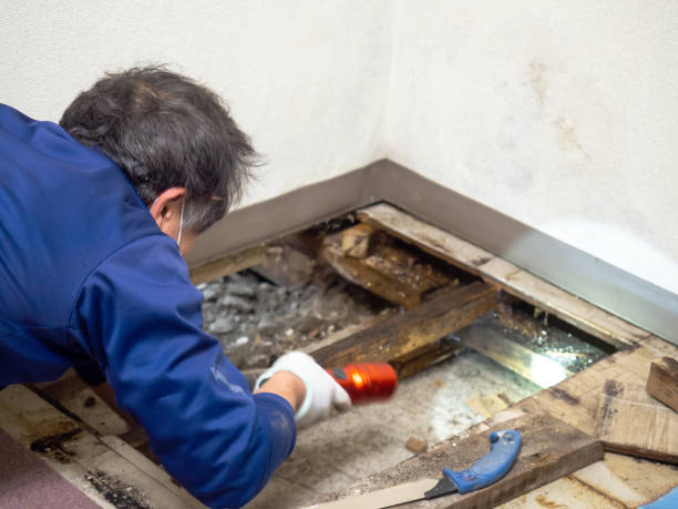 Best Certified Mold Removal  in Lockport Heights, LA