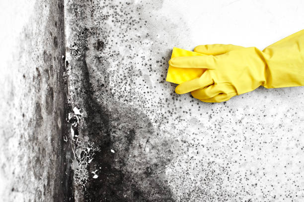 Best Same-Day Mold Removal  in Lockport Heights, LA