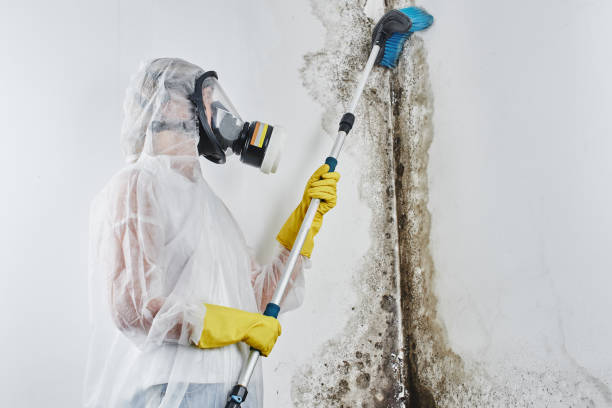 Best Office Mold Removal Services  in Lockport Heights, LA