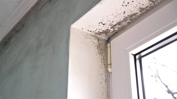 Best Residential Mold Removal  in Lockport Heights, LA