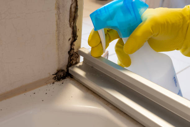 Best Mold Removal Company Near Me  in Lockport Heights, LA