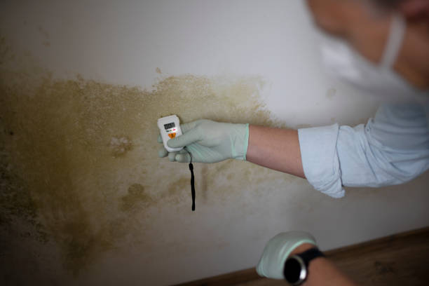 Best Crawl Space Mold Removal  in Lockport Heights, LA