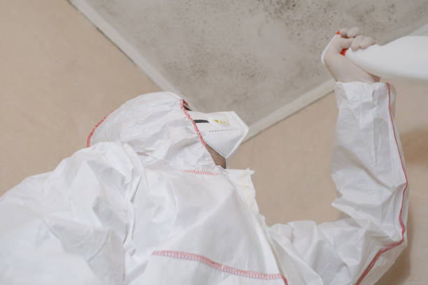 Best Local Mold Removal Service  in Lockport Heights, LA