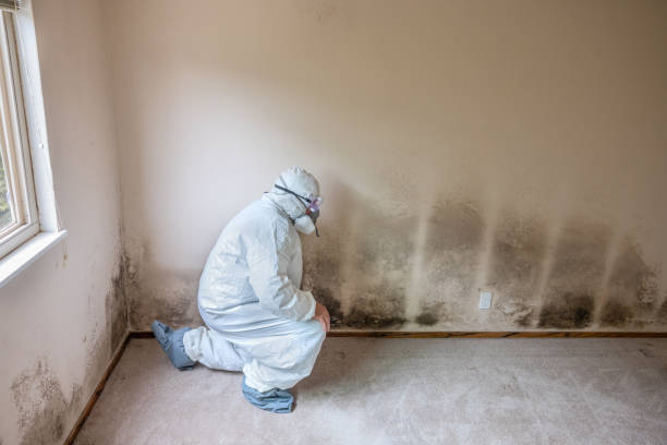 Best Fast Mold Removal  in Lockport Heights, LA