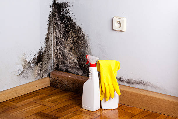 Best Residential Mold Removal  in Lockport Heights, LA