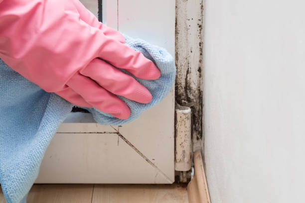 Crawl Space Mold Removal in Lockport Heights, LA